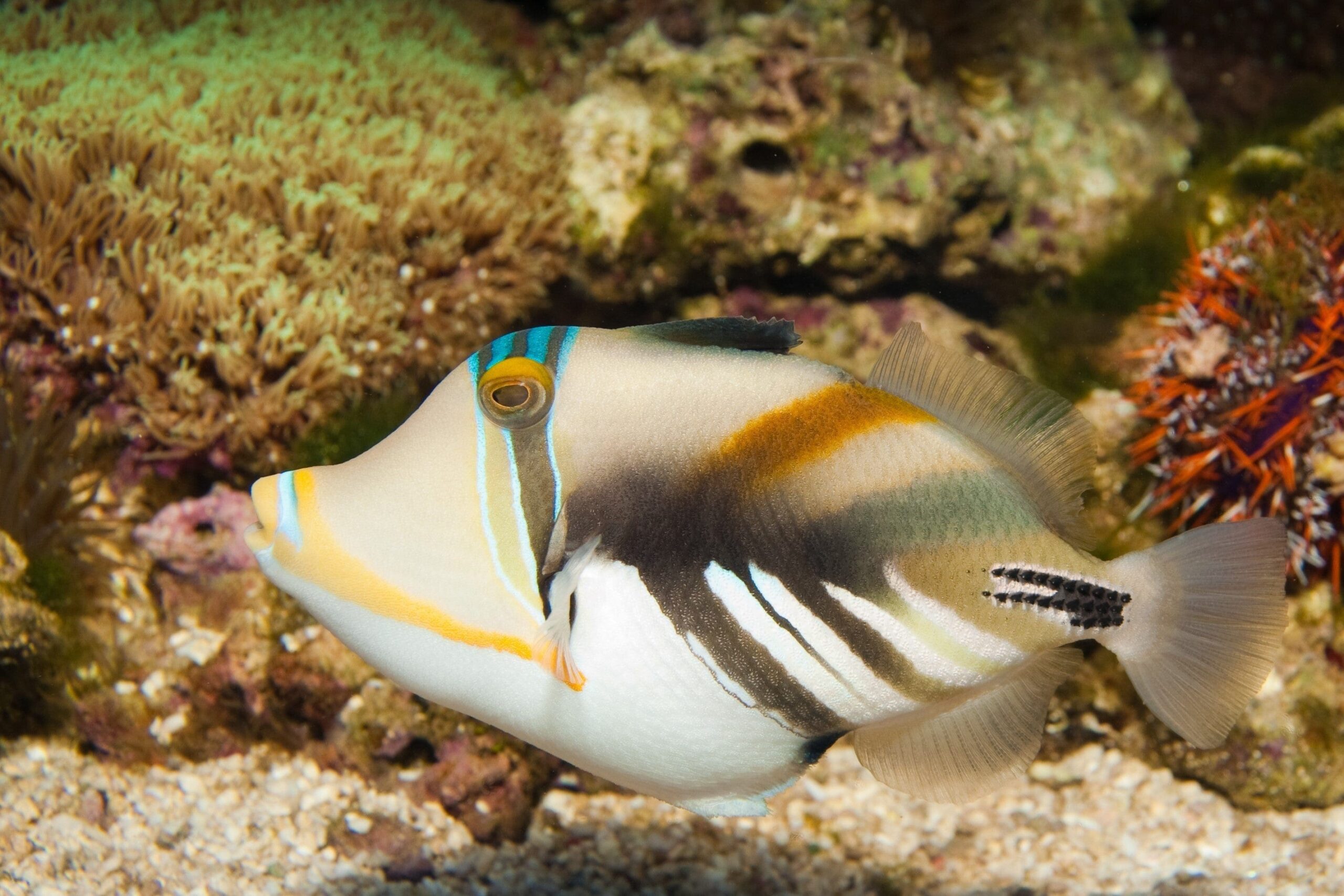 Humu Humu Trigger; PNG - Rhinecanthus aculeatus