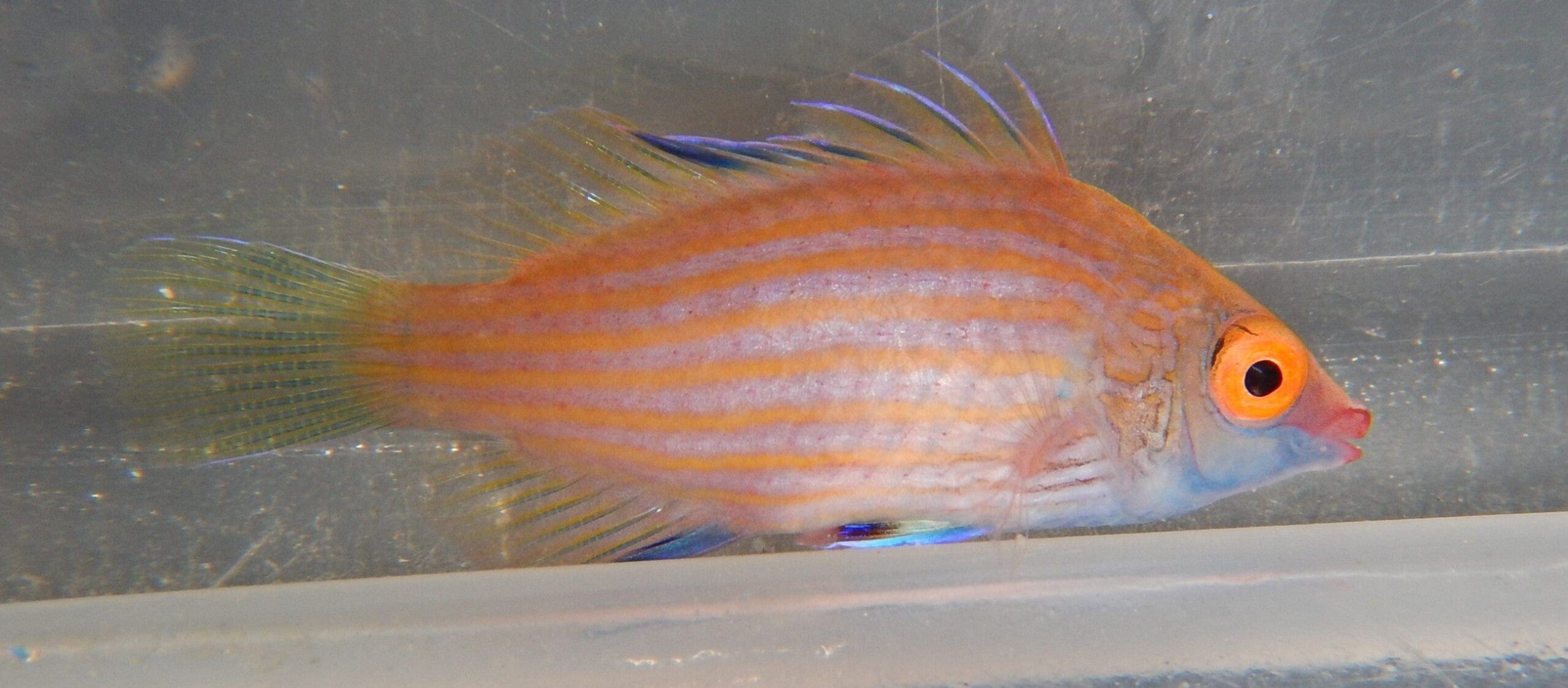 Cryptic Sixline Wrasse for sale