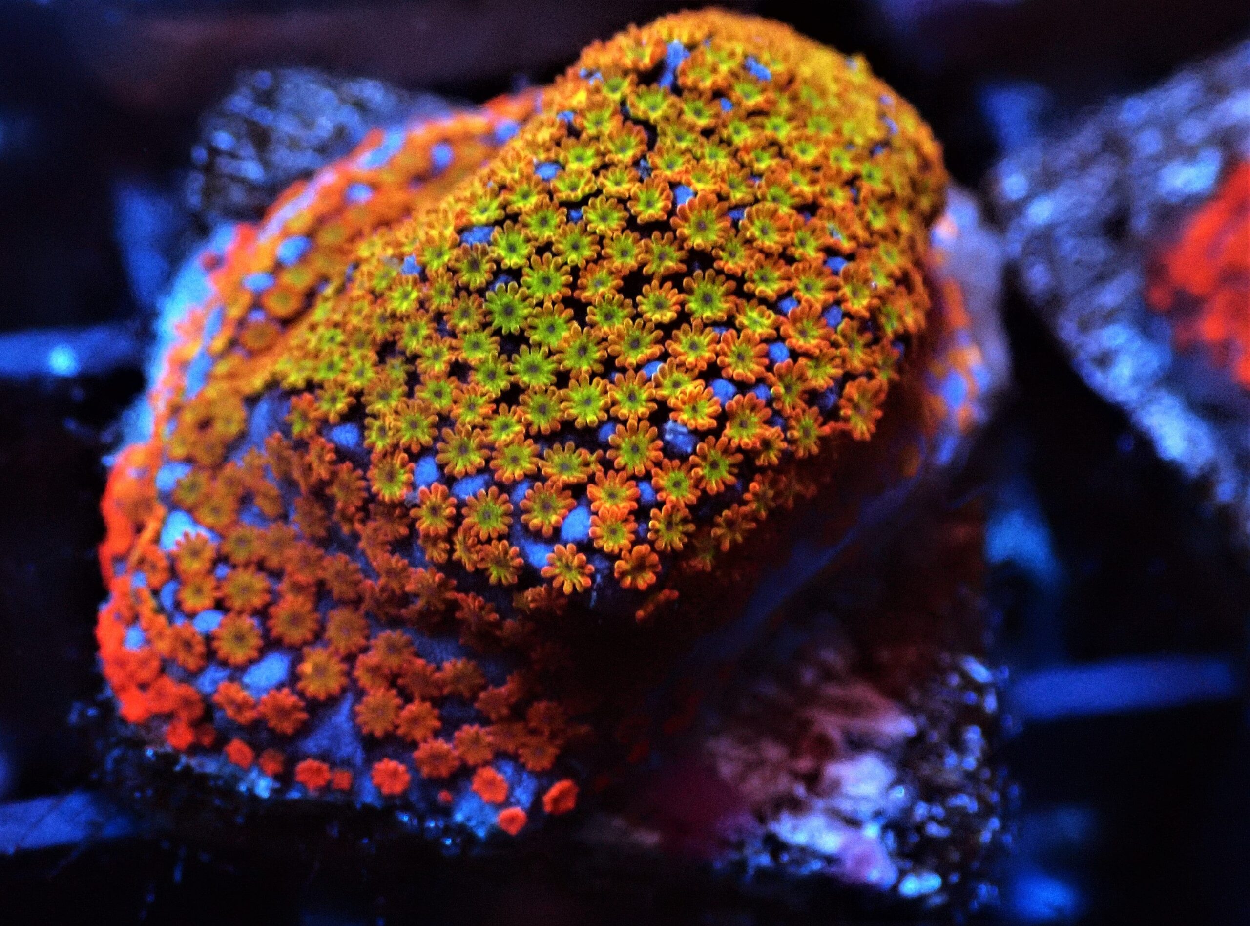 Almost WYSIWYG SDC Fruity Pebbles Montipora; Cultured - Montipora sp.