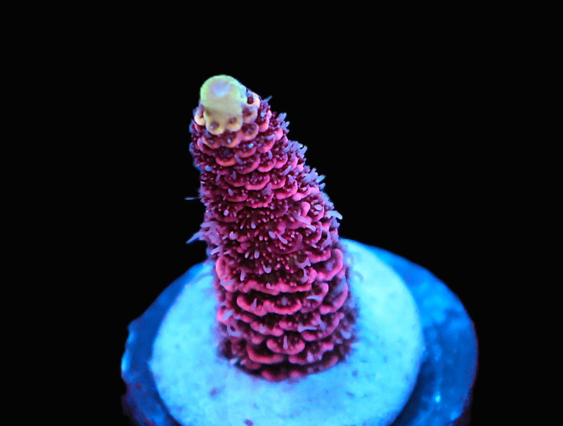 SDC Andromeda Acropora; Cultured - Acropora sp