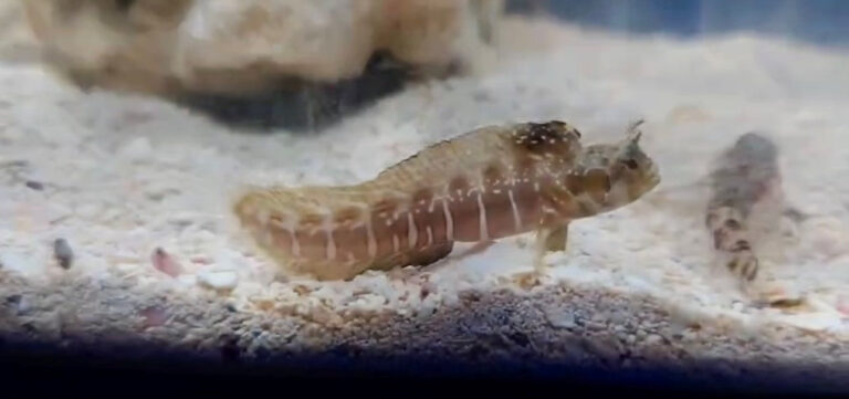 Blenny: Sailfin Gulf; Female