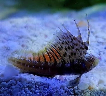 Blenny: Sailfin Gulf; Male