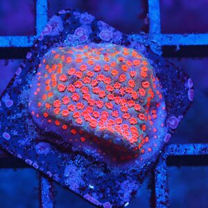 SDC Monti Magic Mushroom