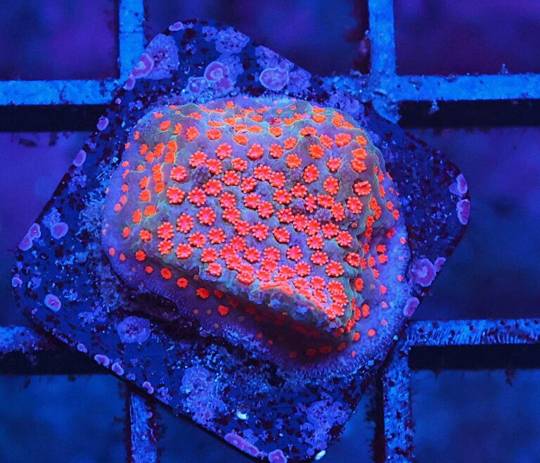 SDC Monti Magic Mushroom