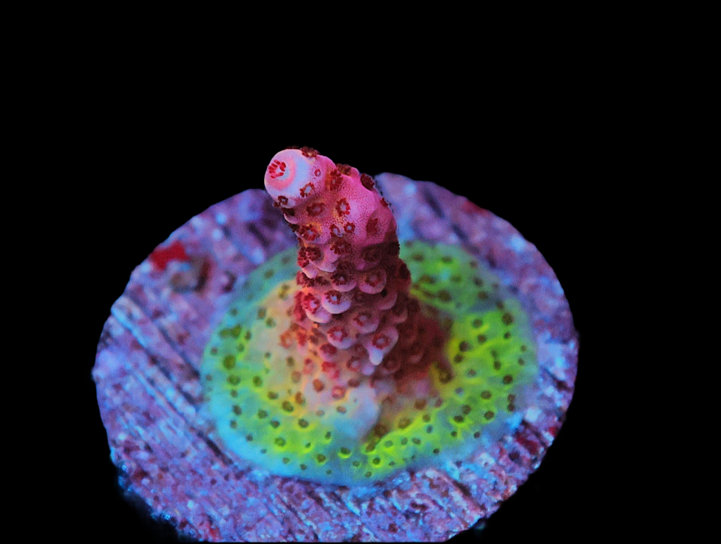 Almost WYSIWYG SDC Supernova Acropora; Cultured - Acropora sp