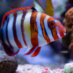 Wrasse: Harlequin Tusk; Juv.