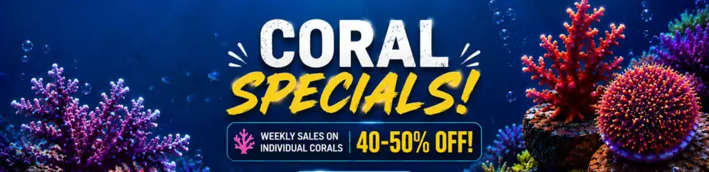 Coral Mega Value
